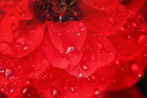 foto macro de una flor. rosa roja con gotas de rocío.