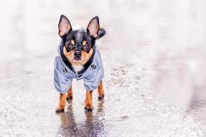 Pet, animal. A black Chihuahua dog in a raincoat suit stands in a large puddle. photo