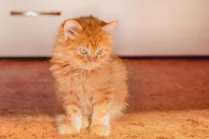 Little red kitten. Red fluffy kitten with green eyes. photo