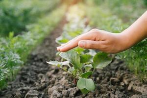 Woman's hands with plant growing out of the ground, care concept photo