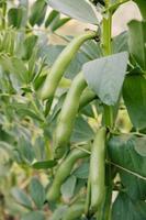 Primer plano de las vainas de habas que crecen en una planta en una asignación de vegetales foto