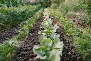 Green leaves on garden beds in the vegetable field. Gardening background with green Salad plants in the open ground photo
