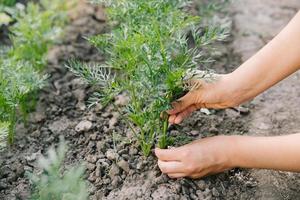 trabajando en la huerta orgánica, cuidando plántulas jóvenes y trasplantando plantas jóvenes al suelo del jardín. foto