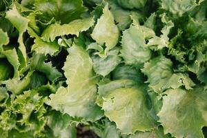 fotografía macro de hojas de lechuga sueltas, capturadas en un jardín. foto