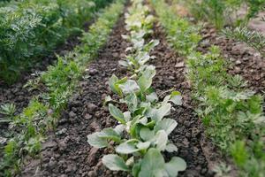 Green leaves on garden beds in the vegetable field. Gardening background with green Salad plants in the open ground photo