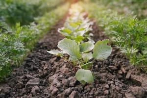 Green leaves on garden beds in the vegetable field. Gardening background with green Salad plants in the open ground photo