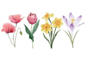 Watercolor tulip and spring flowers vector