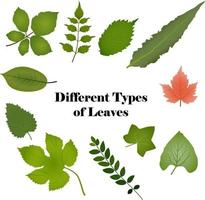 diferentes tipos de hojas dibujadas por diseño vectorial vector