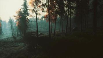 moon light over the spruce trees of magic mystery night forest video