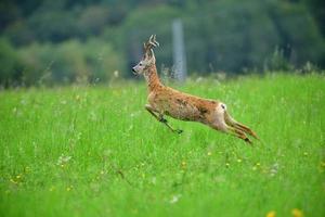 Roe deer jumping in the green meadow photo