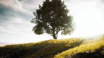 Grüner Baum auf einem Hügel an einem sonnigen Tag im Sommer video