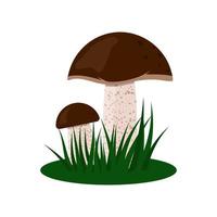 Boletus mushrooms in green grass. Edible mushrooms illustration. vector