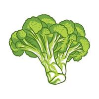 broccoli vegetable fresh farm healthy food illustration vector