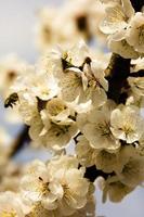 White flowers and buds of an apricot tree in spring blossom photo