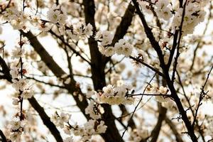 White flowers and buds of an apricot tree in spring blossom photo