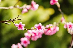 spring nature, peach blossom, pink flowers on branches on a Sunny day, beautiful postcard photo