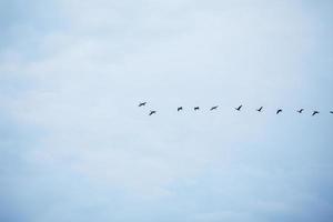 en el cielo azul de otoño los pájaros voladores se juntan en fila foto