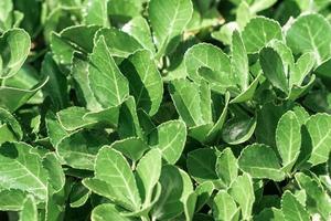 green Bush as texture and background photo