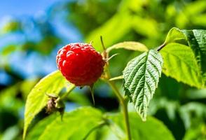 Photography for whole ripe berry red raspberry photo