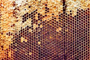 Honeycomb from bee hive filled with golden honey photo