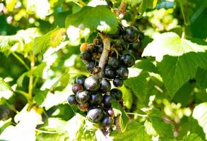 Photography on theme beautiful bush berry black currant photo