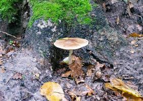 Photography to theme large beautiful poisonous mushroom photo