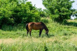 Hermoso semental de caballo marrón salvaje en la pradera de flores de verano foto