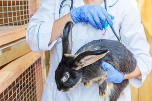 mujer veterinaria con jeringa sosteniendo e inyectando conejo en el fondo del rancho de cerca. conejito en manos veterinarias para vacunación en granja ecológica natural. concepto de cuidado animal y agricultura ecológica. foto