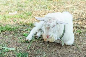 Cute goat relaxing in ranch farm in summer day. Domestic goats grazing in pasture and chewing, countryside background. Goat in natural eco farm growing to give milk and cheese. photo