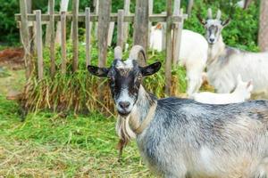 linda cabra de pollito relajándose en la granja del rancho en el día de verano. cabras domésticas pastando en pastos y masticando, fondo rural. cabra en granja ecológica natural que crece para dar leche y queso. foto