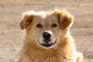 Portrait of a fluffy happy dog on a Sunny day photo