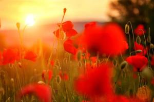 red poppies in the field in the sunset