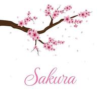 cherry blossoms and twigs background. fallen cherry blossom tree vector