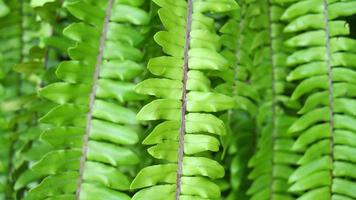 hanging fern leaves with copy space video
