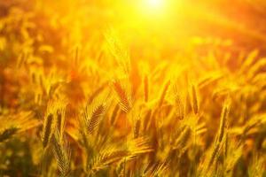 wheat field in the sun at sunset