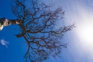 Tree trunk without leaves  the background of the blue sky photo