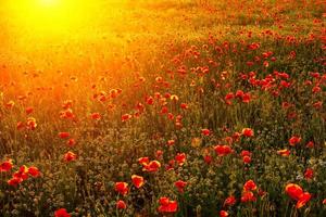 bright fiery poppy field in the rays of the sunset photo