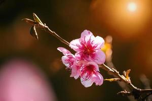 spring nature, peach blossom, pink flowers on branches on a Sunny day, beautiful postcard photo