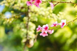 primavera, hermosas flores rosas en las ramas de los árboles. foto