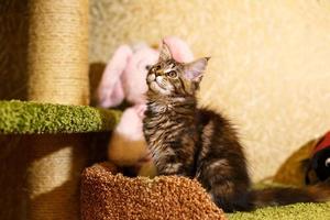 beautiful kitten in a stripe Maine Coon photo