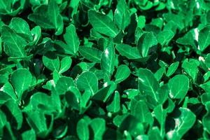 green Bush as texture and background photo