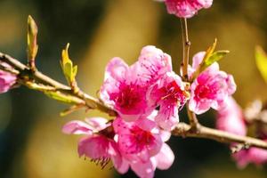 spring nature, peach blossom, pink flowers on branches on a Sunny day, beautiful postcard photo