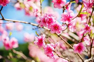 spring nature, peach blossom, pink flowers on branches on a Sunny day, beautiful postcard photo