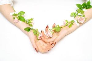 hand in hand pink rose buds on hands, on white background, insulator, hand skin care concept photo