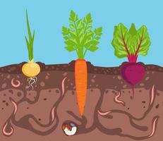 Root vegetables grow on a bed in the soil. Worms are pests of plants in garden. Ground cutaway. Vector illustration of composting process.