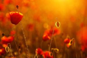 beautiful red scarlet poppies at sunset close-up in the field photo