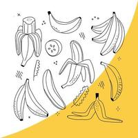 conjunto vectorial de plátanos de arte lineal. plátano demasiado maduro, plátano individual, plátano pelado, racimo de plátanos. iconos aislados dibujados a mano. vector