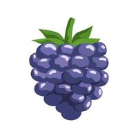 fresh blackberry fruit vector