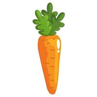 fresh carrot vegetable vector
