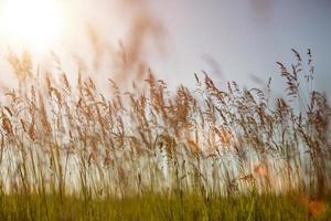 Beautiful spikelets in a field at sunset against the sky photo